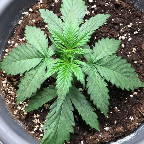 Purple Mimosa Xl Auto  #1 growlog timeline photo