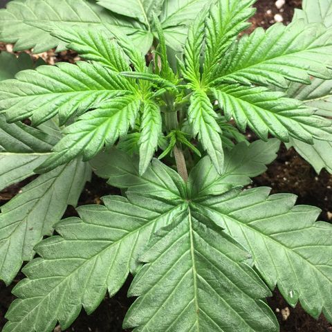 Purple Mimosa Xl Auto  #1 growlog timeline photo