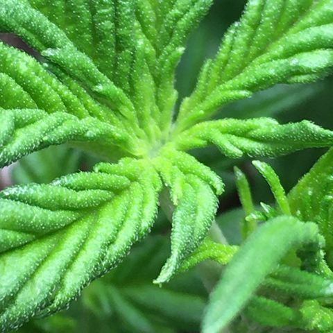Purple Mimosa Xl Auto  #1 growlog timeline photo
