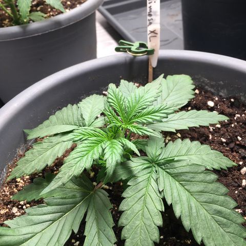 Purple Mimosa Xl Auto  #1 growlog timeline photo