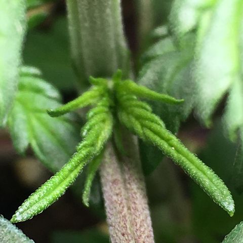Purple Mimosa Xl Auto  #1 growlog timeline photo