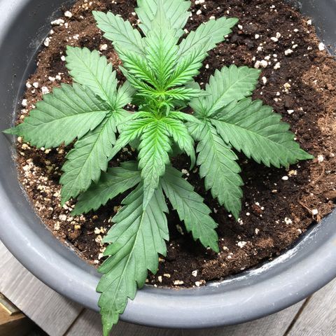Purple Mimosa Xl Auto  #1 growlog timeline photo
