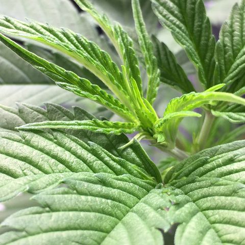 Lemon OG Kush #1 growlog timeline photo
