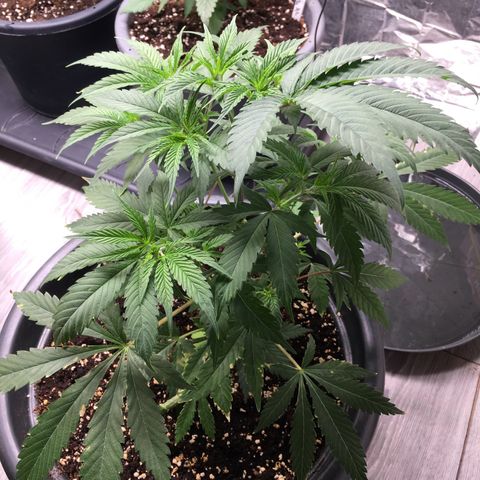 Lemon OG Kush #1 growlog timeline photo