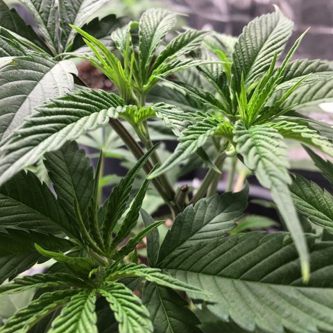 Lemon OG Kush #1 growlog timeline photo