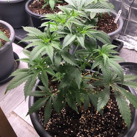 Lemon OG Kush #1 growlog timeline photo