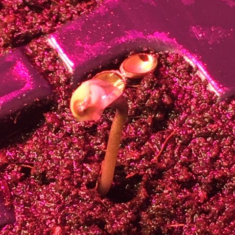 Gorilla Super Glue 2.0 growlog timeline photo