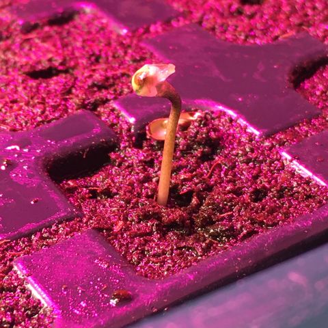 Gorilla Super Glue 2.0 growlog timeline photo