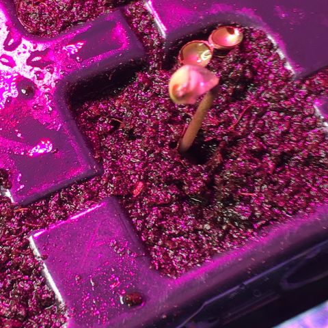 Gorilla Super Glue 2.0 growlog timeline photo