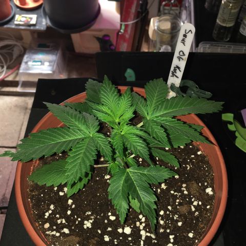 Sour OG Kush #1 growlog timeline photo