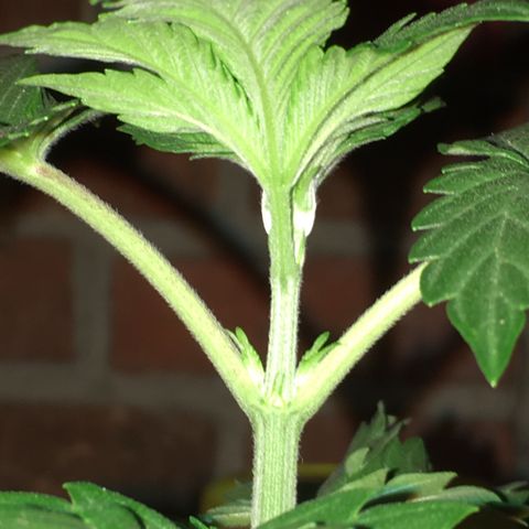 Sour OG Kush #1 growlog timeline photo