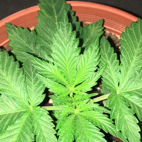 Sour OG Kush #1 growlog timeline photo