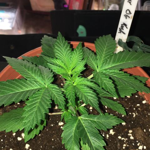 Sour OG Kush #1 growlog timeline photo