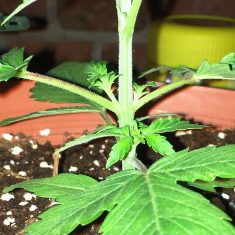 Sour OG Kush #1 growlog timeline photo