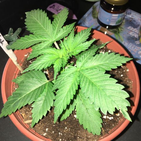 Sour OG Kush #1 growlog timeline photo