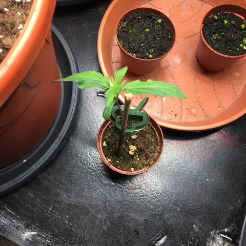 Ak47 #1 growlog timeline photo