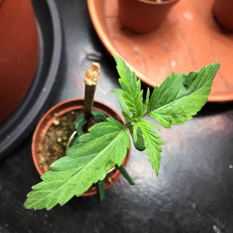 Ak47 #1 growlog timeline photo