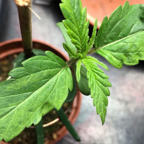 Ak47 #1 growlog timeline photo
