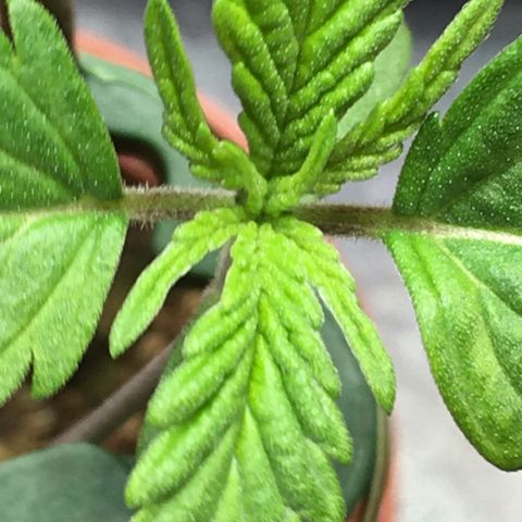 Ak47 #1 growlog timeline photo