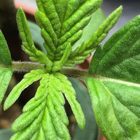 Ak47 #1 growlog timeline photo
