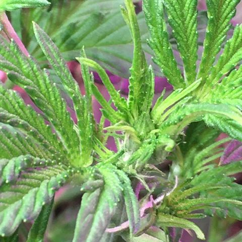 Green Crack  #1 growlog timeline photo