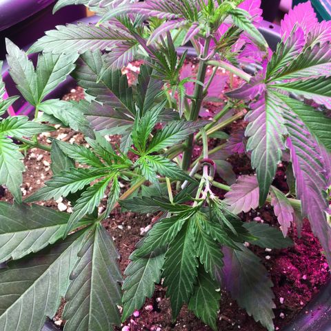 Green Crack  #1 growlog timeline photo