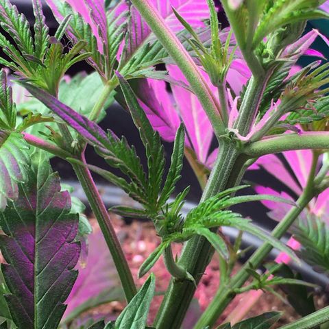 Green Crack  #1 growlog timeline photo