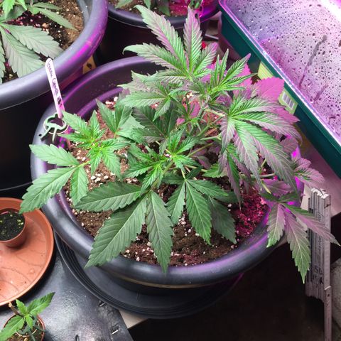 Green Crack  #1 growlog timeline photo