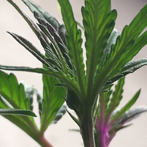 Green Crack  #1 growlog timeline photo