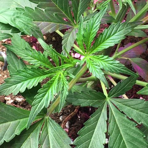 Green Crack  #1 growlog timeline photo