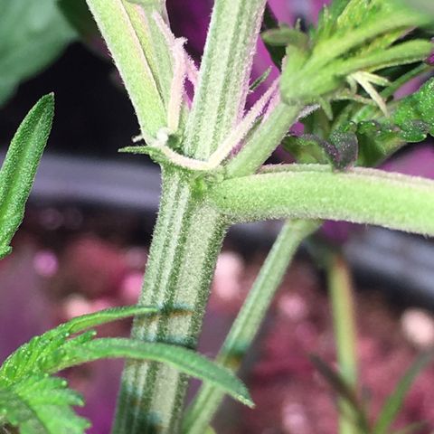 Green Crack  #1 growlog timeline photo