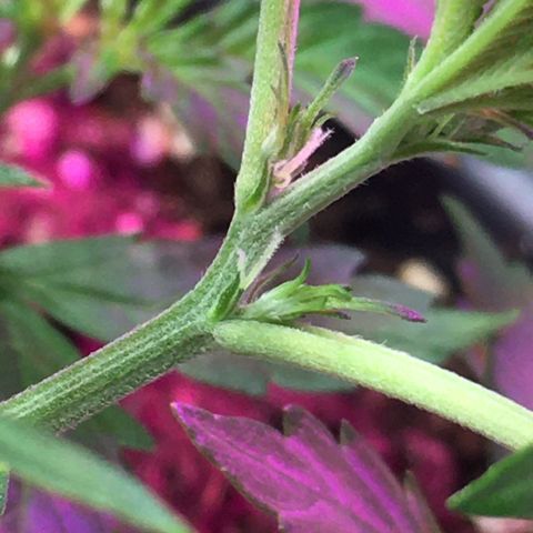 Green Crack  #1 growlog timeline photo