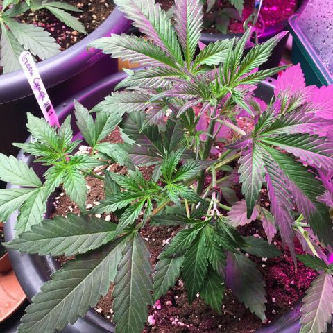 Green Crack  #1 growlog timeline photo
