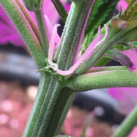 Green Crack  #1 growlog timeline photo