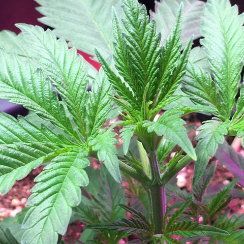 Zkittlez #1 growlog timeline photo