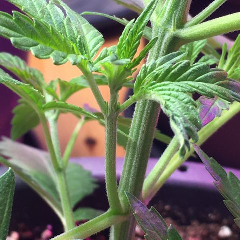 Zkittlez #1 growlog timeline photo