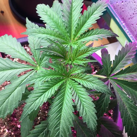 Zkittlez #1 growlog timeline photo