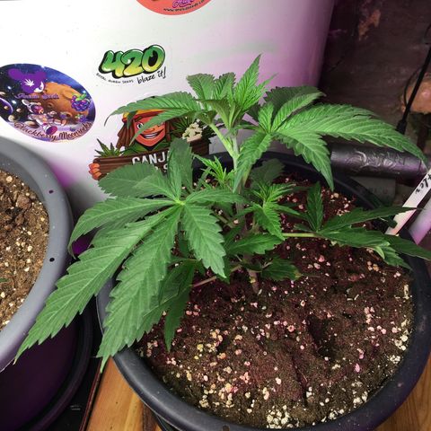 Zkittlez #1 growlog timeline photo