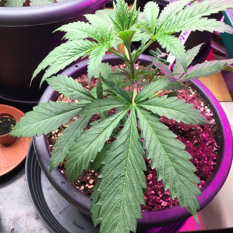 Zkittlez #1 growlog timeline photo