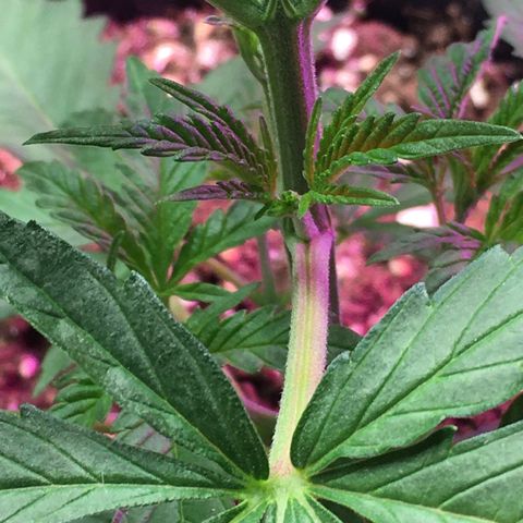 Zkittlez #1 growlog timeline photo