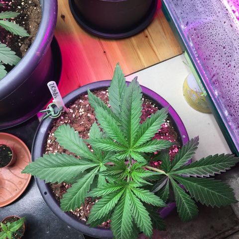 Zkittlez #1 growlog timeline photo