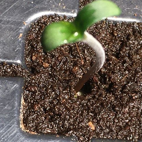 Gorilla Super Glue 2.0 growlog timeline photo