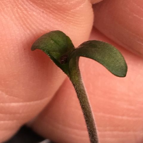 Gorilla Super Glue 2.0 growlog timeline photo