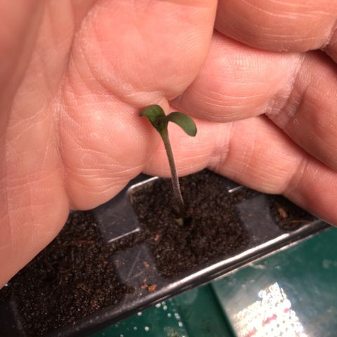 Gorilla Super Glue 2.0 growlog timeline photo
