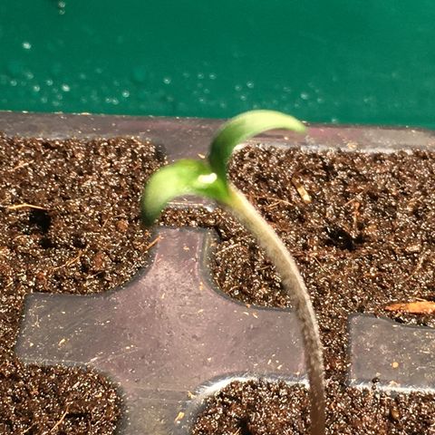 Gorilla Super Glue 2.0 growlog timeline photo