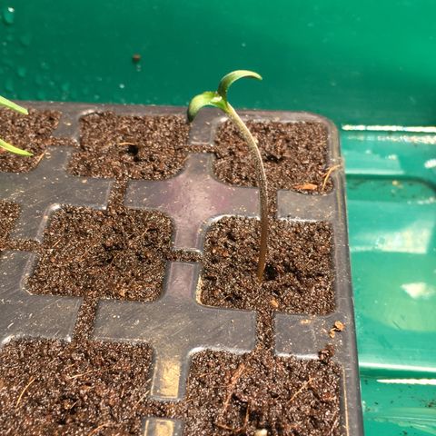 Gorilla Super Glue 2.0 growlog timeline photo