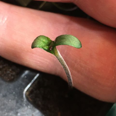 Gorilla Super Glue 2.0 growlog timeline photo
