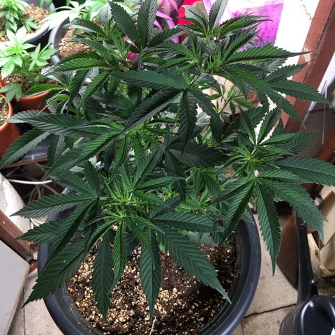 Lemon OG Kush #1 growlog timeline photo