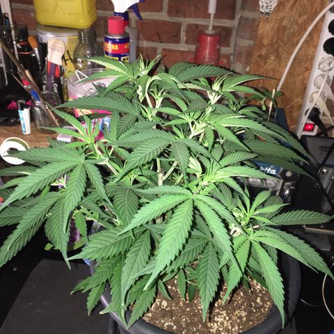 Lemon OG Kush #1 growlog photo: Vor dem entlauben 