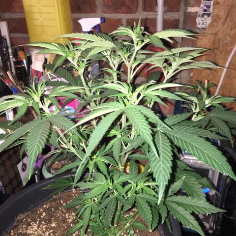 Lemon OG Kush #1 growlog photo: Vor dem entlauben 